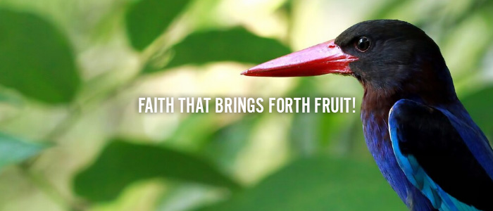 FAITH THAT BRINGS FORTH FRUIT!